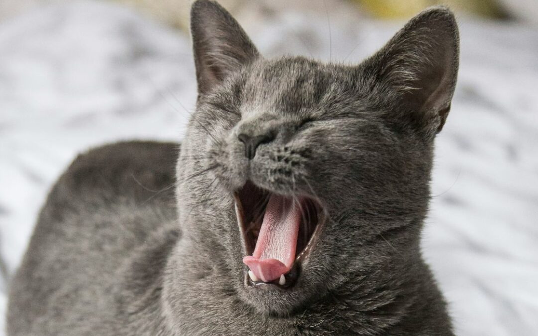 Wenn das Gähnen nicht mehr aufhört – warum dein Nervensystem gerade heilt