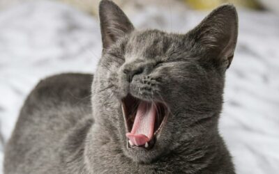 Wenn das Gähnen nicht mehr aufhört – warum dein Nervensystem gerade heilt