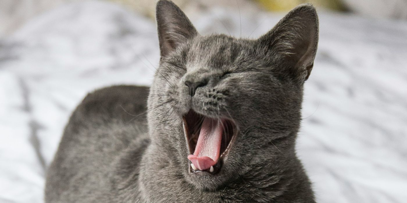 Warum wir uns oft so schwer tun, eine Familienaufstellung zu machen. Blogartikel über das Familienstellen nach Bert Hellinger